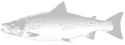 atsalmon.gif (2840 byte)