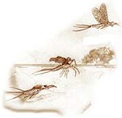 ciclomoscaz.jpg (3980 byte)